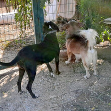 DILLON, Hund, Mischlingshund in Griechenland - Bild 11