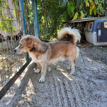 DILLON, Hund, Mischlingshund in Griechenland - Bild 2