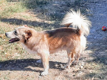 DILLON, Hund, Mischlingshund in Griechenland - Bild 3