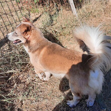 DILLON, Hund, Mischlingshund in Griechenland - Bild 4
