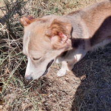 DILLON, Hund, Mischlingshund in Griechenland - Bild 5