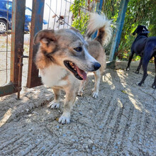 DILLON, Hund, Mischlingshund in Griechenland - Bild 6