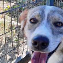 DILLON, Hund, Mischlingshund in Griechenland - Bild 7