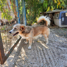 DILLON, Hund, Mischlingshund in Griechenland - Bild 8