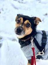 JONNYBRAVO, Hund, Mischlingshund in Bulgarien - Bild 5