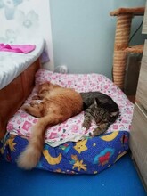RONY, Katze, Hauskatze in Bulgarien - Bild 4