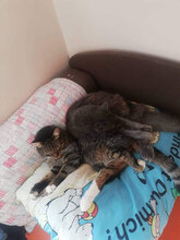 RONY, Katze, Hauskatze in Bulgarien - Bild 6