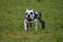 DR KING SCHULTZ, Hund, Französische Bulldogge in Haigerloch - Bild 6