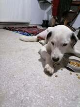 DANAE, Hund, Mischlingshund in Griechenland - Bild 2