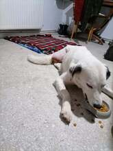 DANAE, Hund, Mischlingshund in Griechenland - Bild 4