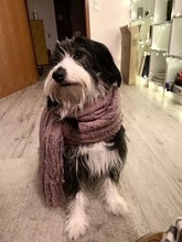 FIDO, Hund, Mischlingshund in Hohnstorf - Bild 2