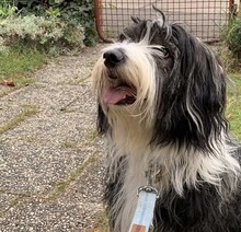 FIDO, Hund, Mischlingshund in Hohnstorf - Bild 5