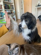 FIDO, Hund, Mischlingshund in Hohnstorf - Bild 6