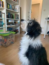 FIDO, Hund, Mischlingshund in Hohnstorf - Bild 7