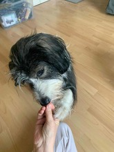 FIDO, Hund, Mischlingshund in Hohnstorf - Bild 8