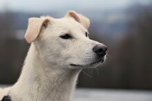 JOSCHKA, Hund, Mischlingshund in Quirnbach - Bild 10