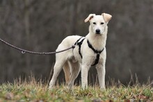 JOSCHKA, Hund, Mischlingshund in Quirnbach - Bild 2