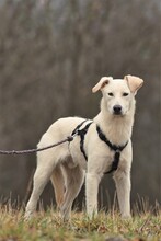 JOSCHKA, Hund, Mischlingshund in Quirnbach - Bild 4