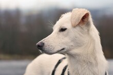 JOSCHKA, Hund, Mischlingshund in Quirnbach - Bild 8