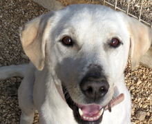MACKENZIE, Hund, Labrador-Mix in Zypern - Bild 4