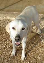MACKENZIE, Hund, Labrador-Mix in Zypern - Bild 8