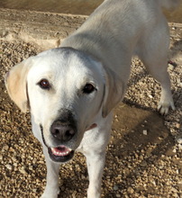 MACKENZIE, Hund, Labrador-Mix in Zypern - Bild 9