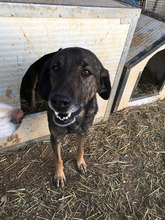 JENNIFER, Hund, Mischlingshund in Griechenland - Bild 2