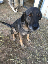 JENNIFER, Hund, Mischlingshund in Griechenland - Bild 6