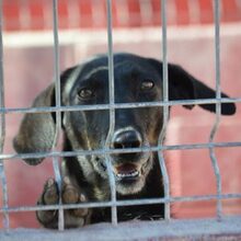 BAYO, Hund, Mischlingshund in Spanien - Bild 1