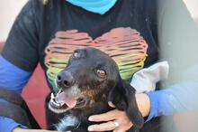 BAYO, Hund, Mischlingshund in Spanien - Bild 11
