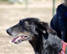 BAYO, Hund, Mischlingshund in Spanien - Bild 14