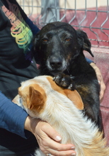 BAYO, Hund, Mischlingshund in Spanien - Bild 16