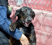 BAYO, Hund, Mischlingshund in Spanien - Bild 2