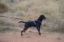 BAYO, Hund, Mischlingshund in Spanien - Bild 3