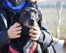 BAYO, Hund, Mischlingshund in Spanien - Bild 5