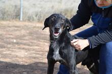 BAYO, Hund, Mischlingshund in Spanien - Bild 7