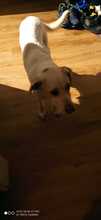 GALADRIEL, Hund, Mischlingshund in Nalbach - Bild 15