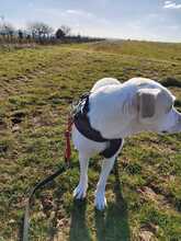 GALADRIEL, Hund, Mischlingshund in Nalbach - Bild 20