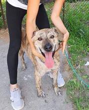 REX, Hund, Mischlingshund in Bulgarien - Bild 1