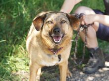 ROSE, Hund, Mischlingshund in Pfarrkirchen - Bild 1