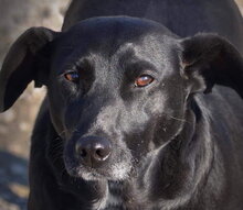 ASH, Hund, Mischlingshund in Slowakische Republik - Bild 1