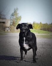 ASH, Hund, Mischlingshund in Slowakische Republik - Bild 2