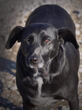 ASH, Hund, Mischlingshund in Slowakische Republik - Bild 3