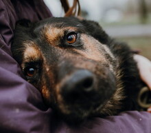 ROYS83, Hund, Mischlingshund in Slowakische Republik - Bild 1