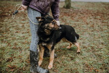ROYS83, Hund, Mischlingshund in Slowakische Republik - Bild 10