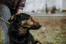 ROYS83, Hund, Mischlingshund in Slowakische Republik - Bild 11