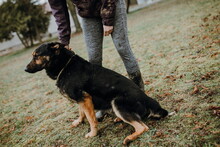 ROYS83, Hund, Mischlingshund in Slowakische Republik - Bild 2