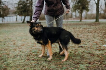 ROYS83, Hund, Mischlingshund in Slowakische Republik - Bild 3