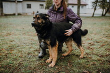 ROYS83, Hund, Mischlingshund in Slowakische Republik - Bild 6