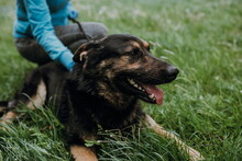 ROYS83, Hund, Mischlingshund in Slowakische Republik - Bild 7